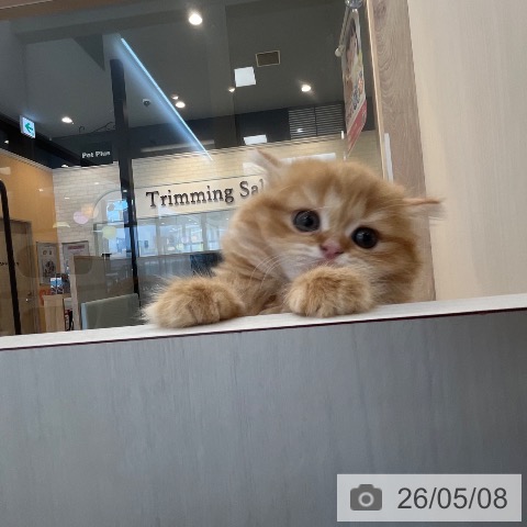 スコティッシュフォールドの写真