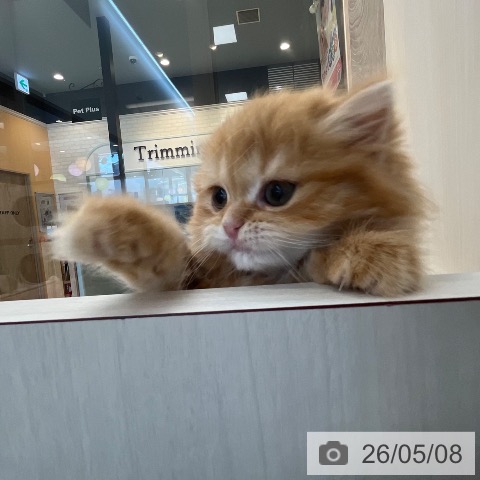 スコティッシュフォールドの写真