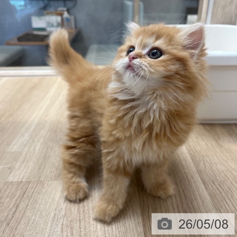 スコティッシュフォールドの写真