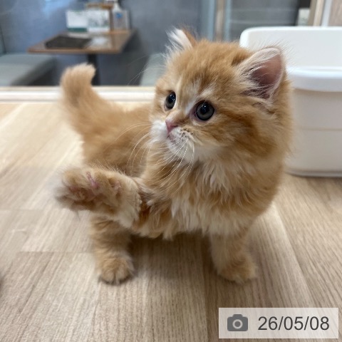 スコティッシュフォールドの写真