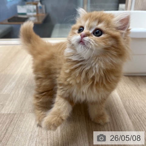 スコティッシュフォールドの写真