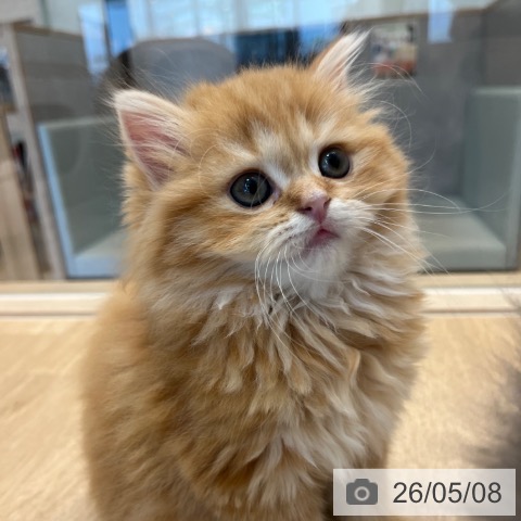 スコティッシュフォールドの写真