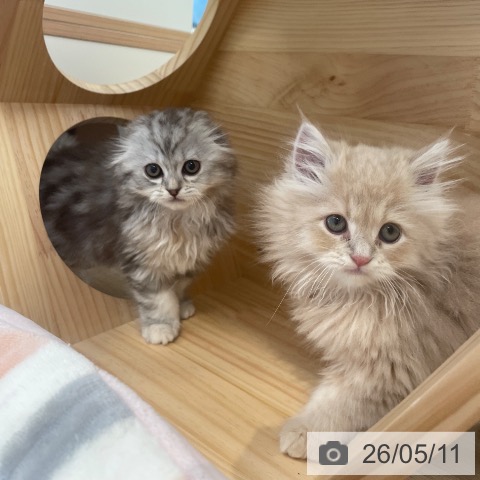 東京都のスコティッシュフォールド (ペットプラス 大井町トラックス店/2026年3月4日生まれ/女の子/シルバーパッチドタビーホワイト)の子猫の3枚目の画像