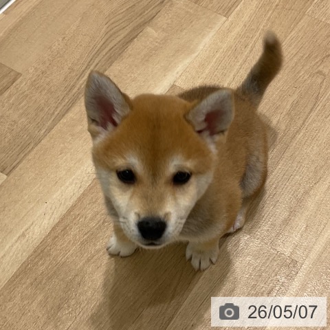 柴の写真