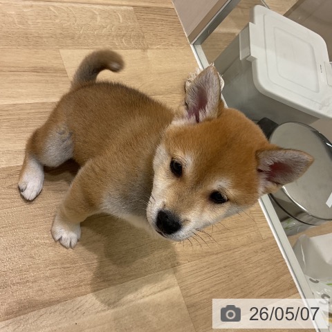 柴の写真
