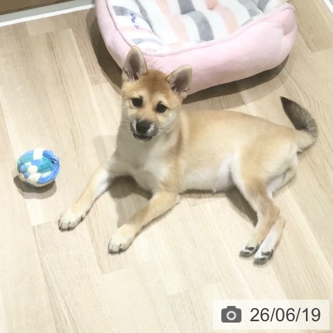 埼玉県の柴犬(標準サイズ) (ペットプラス 所沢店/2026年3月5日生まれ/女の子/赤)の子犬の3枚目の画像