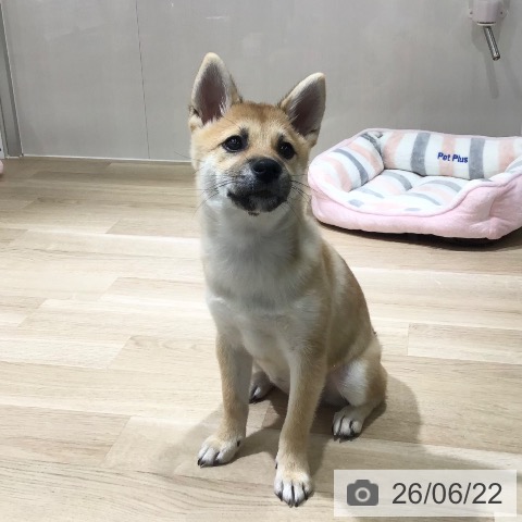 埼玉県の柴犬(標準サイズ) (ペットプラス 所沢店/2026年3月5日生まれ/女の子/赤)の子犬の4枚目の画像