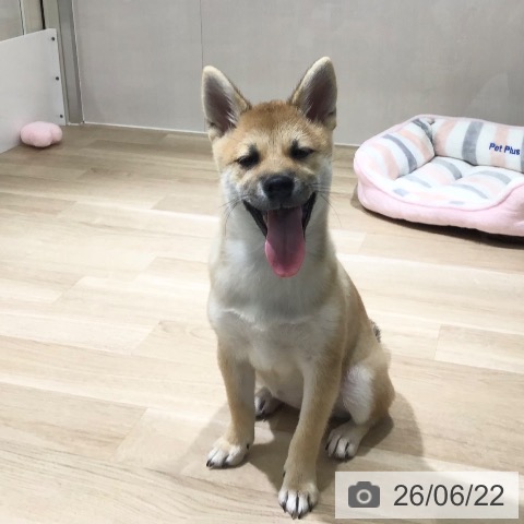 埼玉県の柴犬(標準サイズ) (ペットプラス 所沢店/2026年3月5日生まれ/女の子/赤)の子犬の3枚目の画像