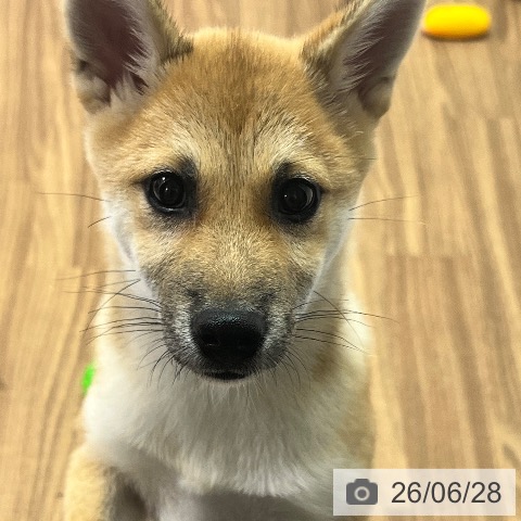 東京都の柴犬(標準サイズ) (ペッツワン 青梅インター店/2026年3月5日生まれ/女の子/赤)の子犬の3枚目の画像