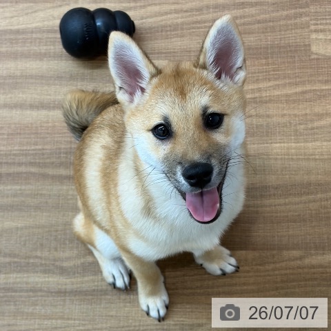 東京都の柴犬(標準サイズ) (ペッツワン 青梅インター店/2026年3月5日生まれ/女の子/赤)の子犬の4枚目の画像