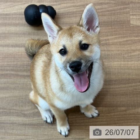 東京都の柴犬(標準サイズ) (ペッツワン 青梅インター店/2026年3月5日生まれ/女の子/赤)の子犬の3枚目の画像