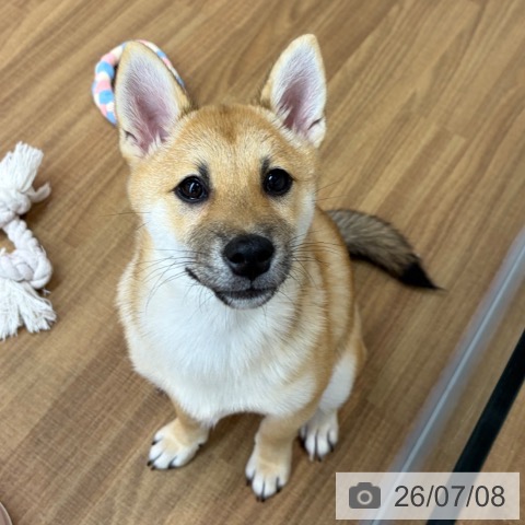 柴の写真