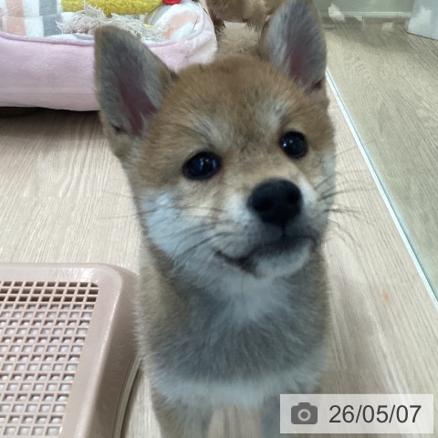 柴の写真