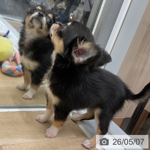 チワワの写真