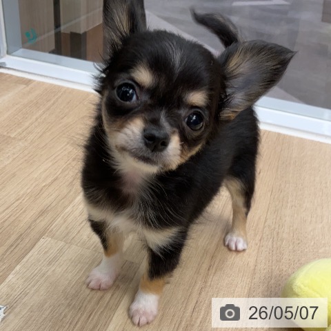 チワワの写真