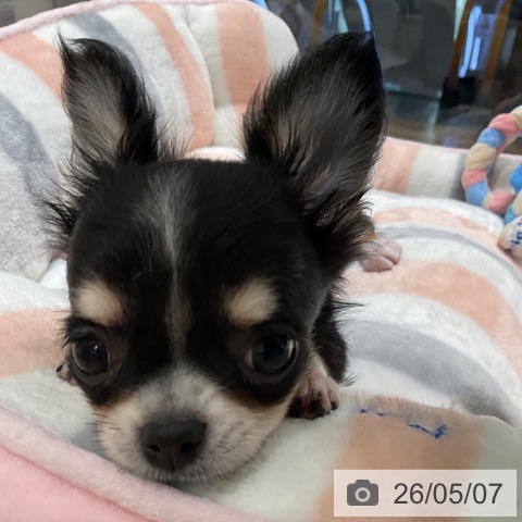 チワワの写真
