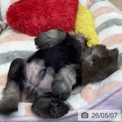 ミニチュア・シュナウザーの写真