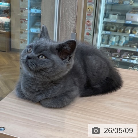 ブリティッシュショートヘアの写真