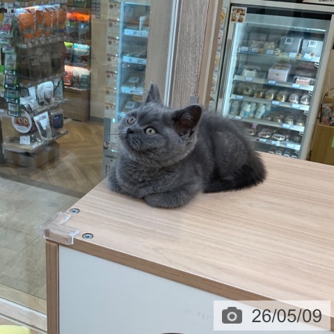 ブリティッシュショートヘアの写真
