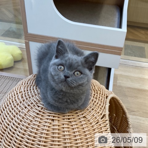 ブリティッシュショートヘアの写真