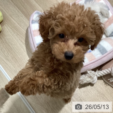 茨城県のトイプードル(トイ) (ペットプラス つくば店/2026年2月26日生まれ/女の子/アプリコット)の子犬の3枚目の画像