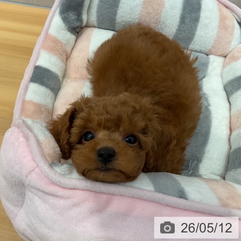 山形県のトイプードル(トイ) (ペットプラス 天童店/2026年3月6日生まれ/男の子/レッド)の子犬の3枚目の画像