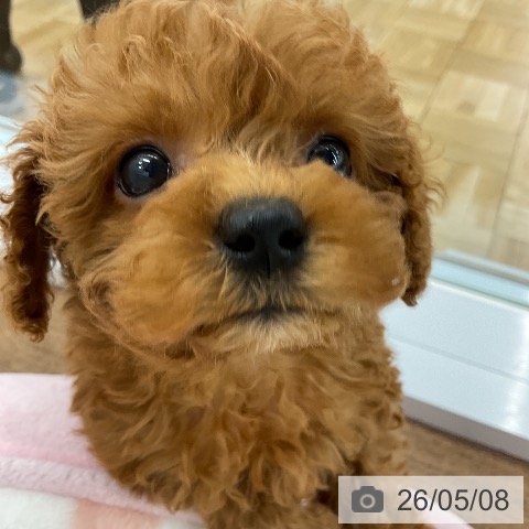 トイ・プードルの写真