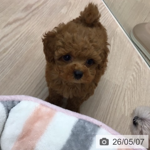 トイ・プードルの写真