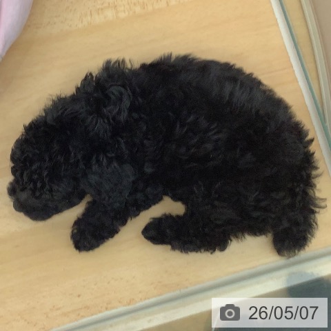 青森県のトイプードル(トイ) (ペットプラス 青森浜田店/2026年3月6日生まれ/女の子/ブラック)の子犬の3枚目の画像