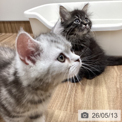 茨城県のマンチカン (ペッツワン 阿見店/2026年3月1日生まれ/女の子/シルバータビー)の子猫の4枚目の画像