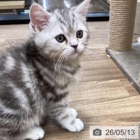 茨城県のマンチカン (ペッツワン 阿見店/2026年3月1日生まれ/女の子/シルバータビー)の子猫の3枚目の画像