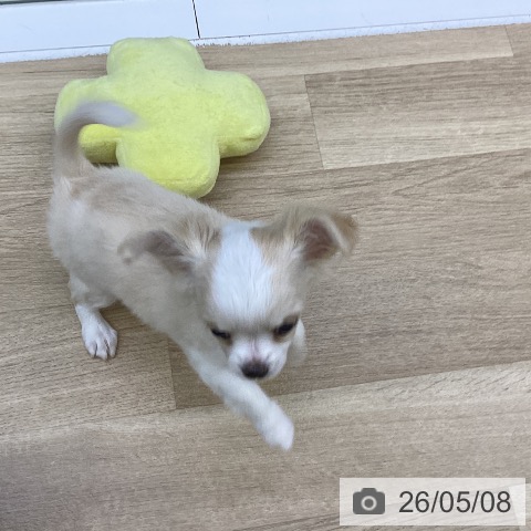 チワワの写真
