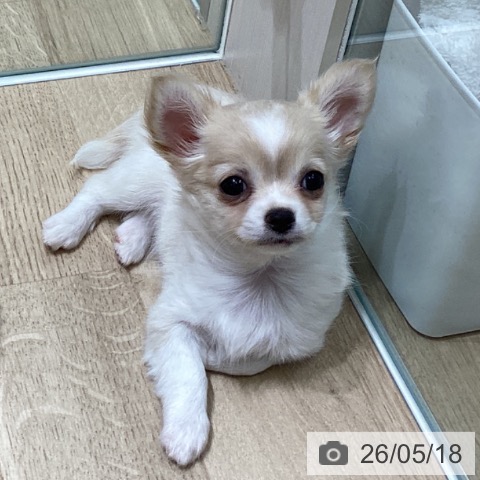 宮城県のチワワ(ロング) (ペットプラス 名取店/2026年3月6日生まれ/男の子/クリームホワイト)の子犬の4枚目の画像