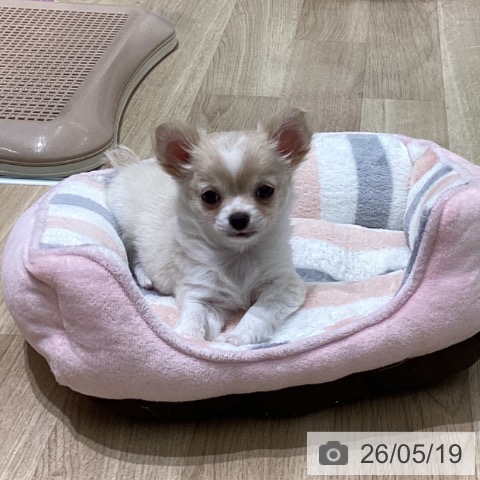 宮城県のチワワ(ロング) (ペットプラス 名取店/2026年3月6日生まれ/男の子/クリームホワイト)の子犬の3枚目の画像