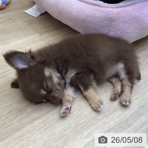 チワワの写真