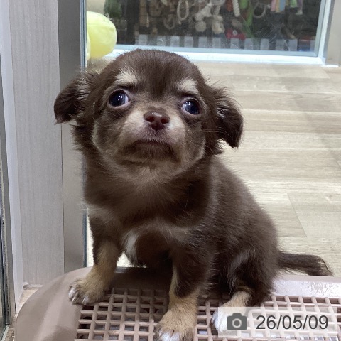 チワワの写真