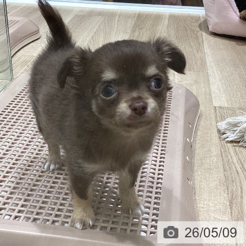 チワワの写真