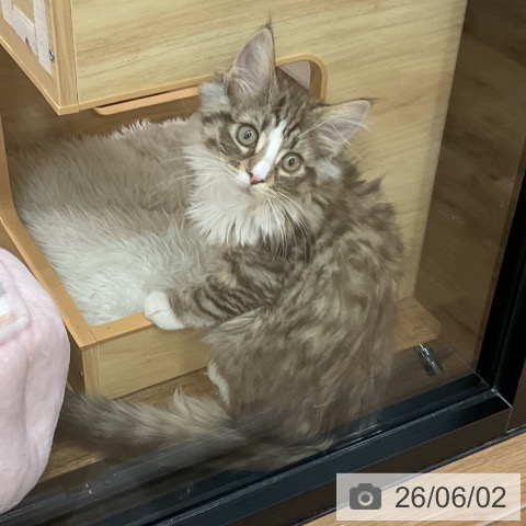 埼玉県のノルウェージャンフォレストキャット (ペッツワン 吉川美南店/2026年3月6日生まれ/女の子/ブラウンマッカレルタビーホワイト)の子猫の4枚目の画像