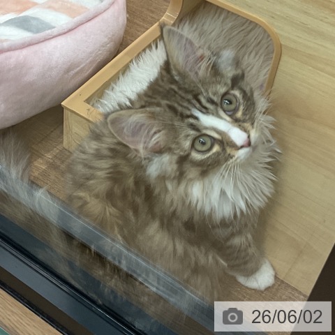 埼玉県のノルウェージャンフォレストキャット (ペッツワン 吉川美南店/2026年3月6日生まれ/女の子/ブラウンマッカレルタビーホワイト)の子猫の3枚目の画像