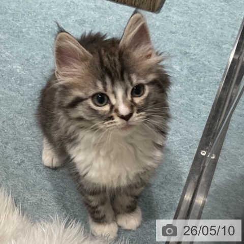 ノルウェージャンフォレストキャットの写真