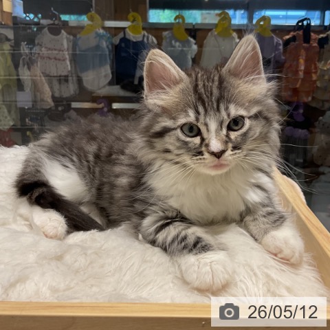 ノルウェージャンフォレストキャットの写真
