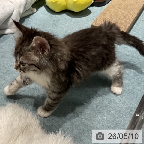 埼玉県のノルウェージャンフォレストキャット (ペットプラス コクーンシティ店/2026年3月6日生まれ/女の子/ブラウンマッカレルタビーホワイト)の子猫の4枚目の画像