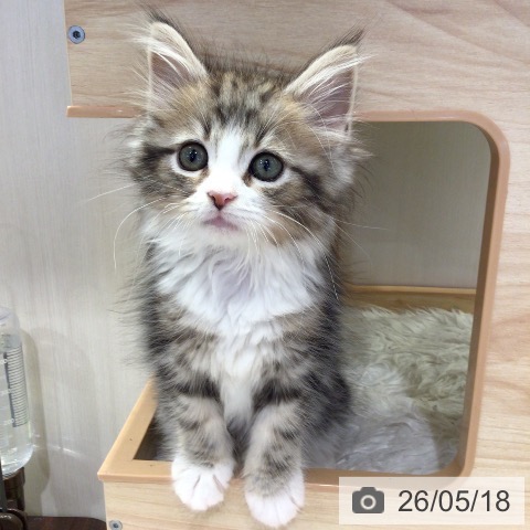千葉県のノルウェージャンフォレストキャット (ペットプラス 幕張新都心店/2026年3月6日生まれ/女の子/ブラウンタビーホワイト)の子猫の3枚目の画像