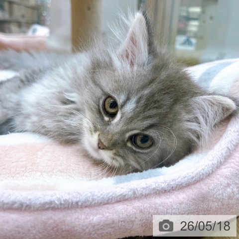 大阪府のサイベリアン (ペットプラス イオン大日店/2026年3月12日生まれ/男の子/ブルータビー)の子猫の3枚目の画像