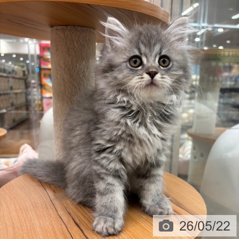 大阪府のサイベリアン (ペットプラス イオン大日店/2026年3月12日生まれ/男の子/ブルータビー)の子猫の3枚目の画像