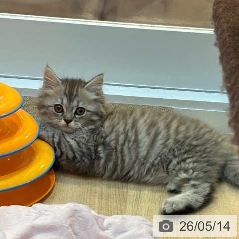 サイベリアンの写真