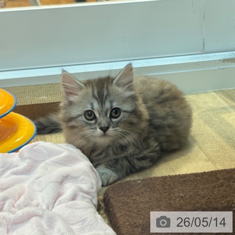 サイベリアンの写真
