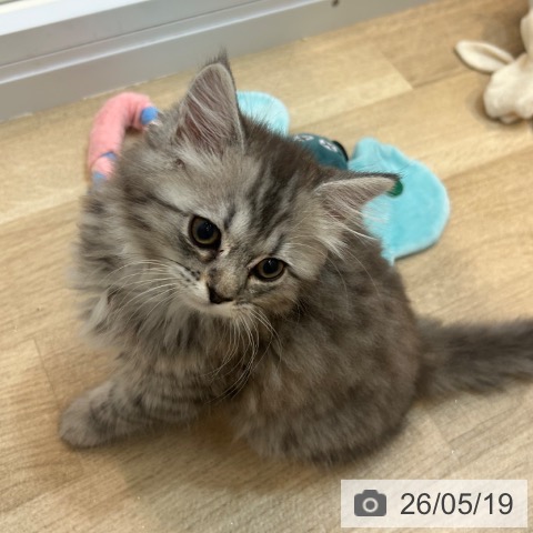 京都府のサイベリアン (ペットプラス イオンモールKYOTO店/2026年3月12日生まれ/女の子/ブルータビー)の子猫の4枚目の画像
