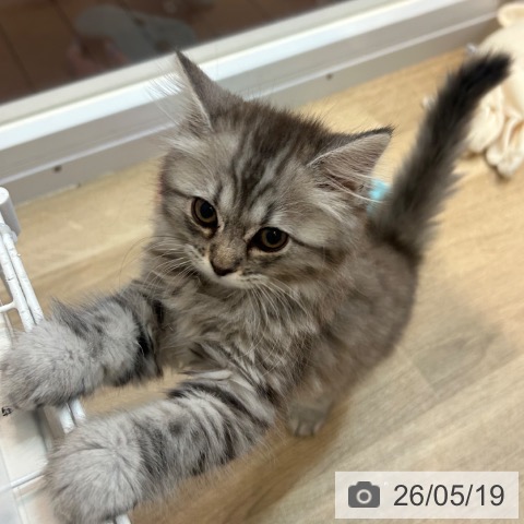 京都府のサイベリアン (ペットプラス イオンモールKYOTO店/2026年3月12日生まれ/女の子/ブルータビー)の子猫の3枚目の画像