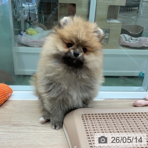 埼玉県のポメラニアン (ペットプラス 上尾店/2026年3月8日生まれ/男の子/オレンジ)の子犬の4枚目の画像